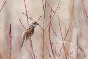 American Tree Sparrow by J Richardson 2