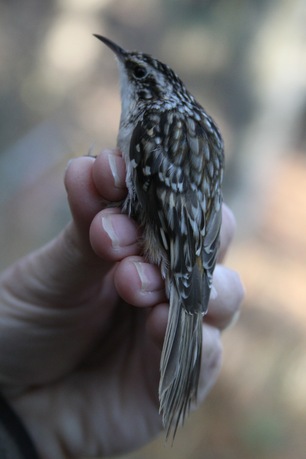 Brown Creeper (A Geniusz)