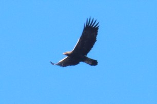 Golden Eagle J.Cosentino