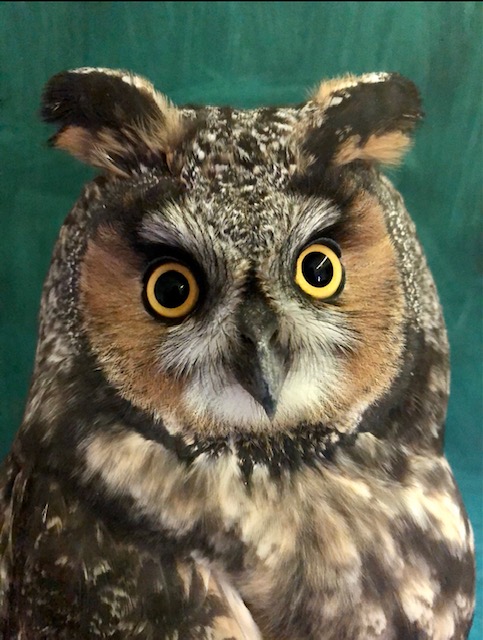 Long-eared Owl by E Regnier