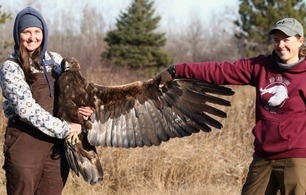 Banding Trainee Maggie (left) and Bander Abbie (right) with Golden Eagle by H Toutonghi