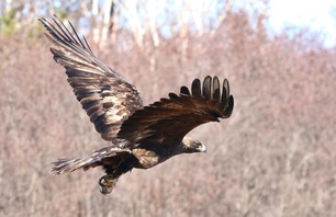 Golden Eagle by H Toutonghi