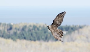 Northern Goshawk by J Richardson