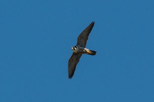 PeregrineFalcon_LErickson