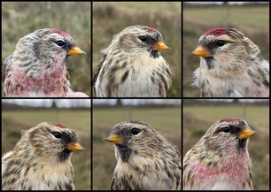 Common Redpolls are moving in large numbers these days, with over 34,000 already counted this season. The name redpoll refers to the red spot on top of the bird’s head (the “poll”). Adult male redpolls have a bright raspberry pink breast, and females and young birds have no pink or a limited amount. Redpolls will visit bird feeders in the winter, sometimes in very large flocks. By A Valine