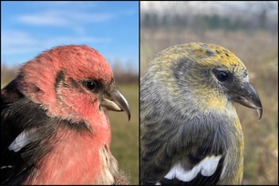 White-winged Crossbills used their odd-looking beak to tear apart conifer cones to get the seeds inside, and they go about the task with great enthusiasm. Young crossbills start out with a straight bill, but as they begin eating cones the tips of the bill start to cross. Crossbills can have their beaks crossed in either direction depending on the way the individual bird spirals up the cone (much like being right or left-handed). Male White-winged Crossbills (left) are a beautiful shade of pink, and females (right) are gray with yellow accents. Keep an eye on your local cone-filled spruce trees, and you may see and hear crossbills busily demolishing the cones! Photo by A Valine