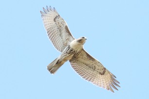 Red-Tail Hawk juvenile J.Cosentino