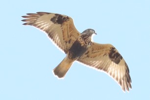 Rough-Legged Hawk juvenile J.Cosentino