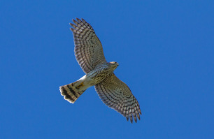 Sharp-shinned Hawk by L Erickson