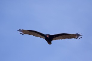 Turkey Vulture by J Richardson