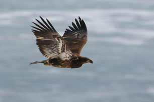 Bald Eagle March 26 by S McLaughlin Bald Eagle March 26 by S McLaughlin