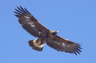 Golden Eagle Spring Count F Nicoletti Golden Eagle Spring Count F Nicoletti