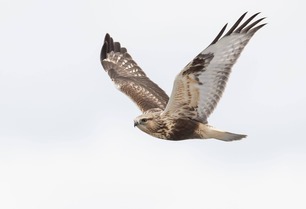 Rough-legged Hawk