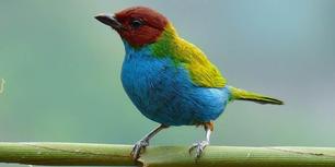 Bay-headed-Tanager-BY-Julian-londono_4 2