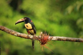 Collared-Aracari-stock-280x187