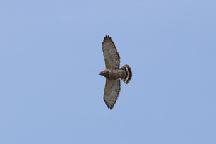 Broad-winged Hawk by S McLaughlin 4-24