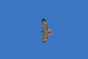 Red-tailed Hawk by S McLaughlin 4-24