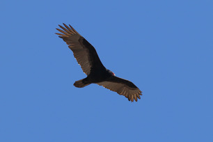 Turkey Vulture by S McLaughlin 4-24