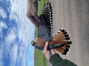 American Kestrel by T Peltier