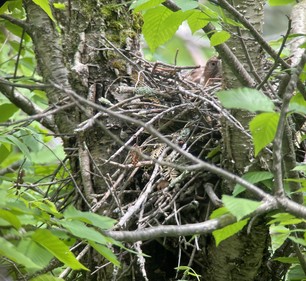 Broad-winged Hawk Nest by E Pavlovic