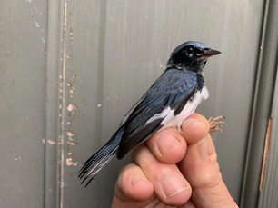 Black-throated Blue Warbler by A Valine