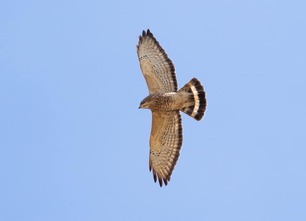 Broad-winged Hawk