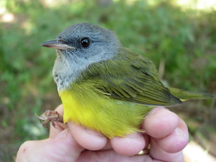 Mourning Warbler