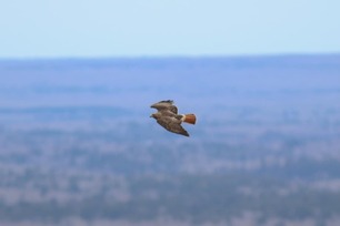 Red-tailed Hawk Spring Count by S McLaughlin