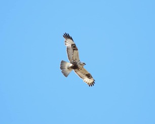 Rough-legged Hawk Spring by S McLaughlin