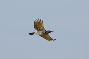 Yellow-shafted Flicker by S McLaughlin
