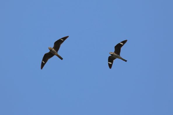 Common Nighthawk by S McLaughlin