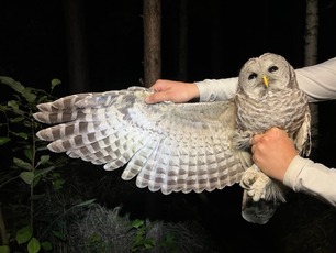 Barred Owl by L Rolls