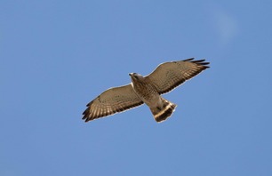 Broad-winged Hawk Migrating at Hawk Ridge
