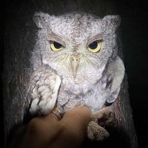 Eastern Screech Owl Back for 5th Fall  - Sept 22 by L Rolls 2