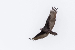 Turkey Vulture by J Richardson