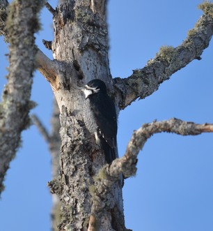 Black-backed Woodpecker by Clinton Nienhaus 2