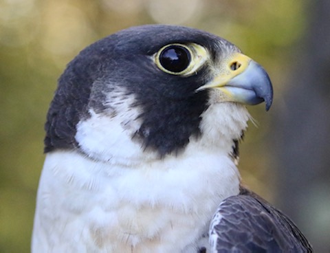 Bander Abbie V banded this first adult female Peregrine Falcon