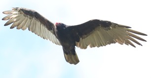 Turkey Vulture Sept 21 J Cosentino