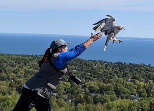 Naturalist Allie J releasing Red-tailed Hawk