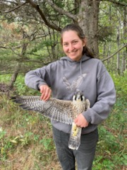 Maggie banded this beautiful young Peregrine Falcon