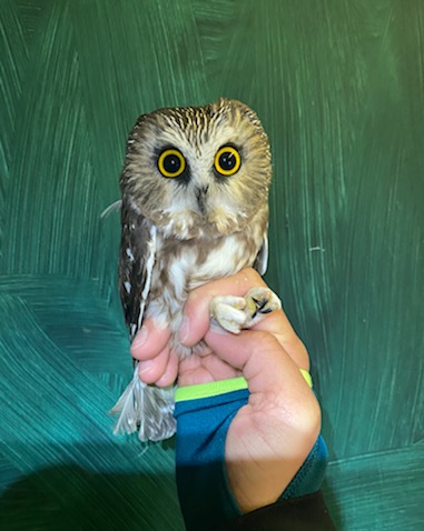 One of the 500 plus Northern Saw-whet Owls banded this fall at Hawk Ridge 2