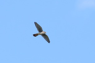 American Kestrel Aug 25 by S McLaughlin