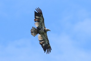 Bald Eagle Aug 25 by S McLaughlin 2