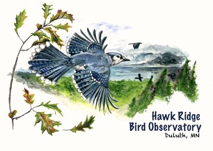 Blue Jay 2024 Design by Marie Chappell 2