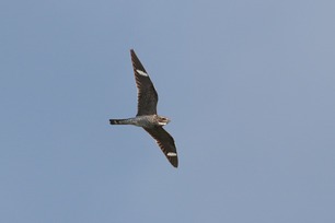 Common Nighthawk Fall 25 by S McLaughlin