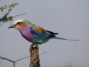 Lilac-breasted Roller in Tanzania by Margie Menzies