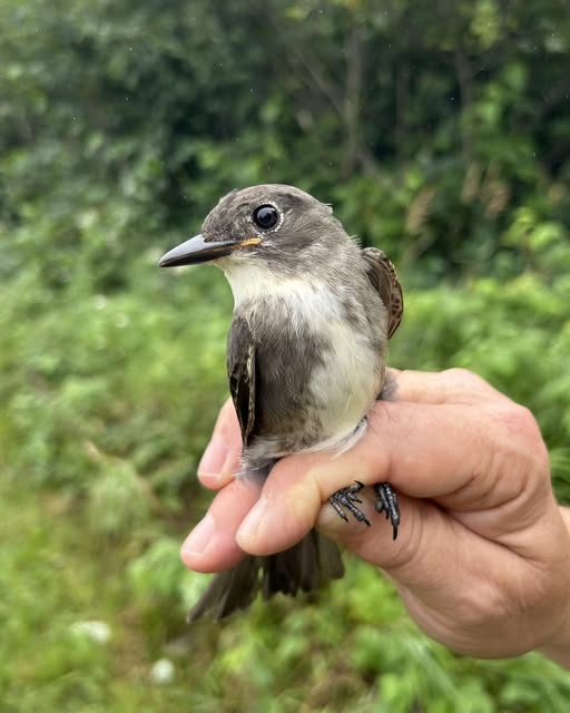 Olive-sided Flycatcher Banded Aug 25