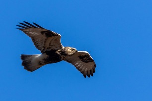 Rough-leged Hawk by R Rolley
