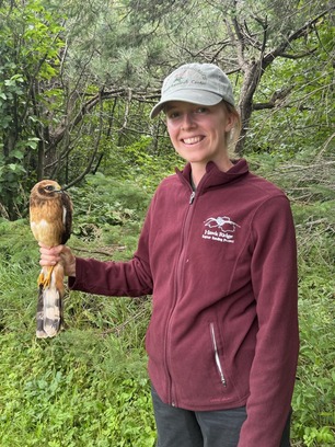 Sarah Needles with a hatch year Northern Harrier that was banded at the Hawk Ridge station