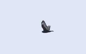 Adult male dark morph Rough-legged Hawk by E Bruhnke